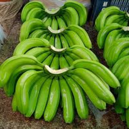 First class green banana