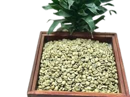 Wet polished robusta green coffee beans S16